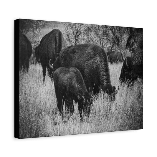 Black and White Buffalo Canvas