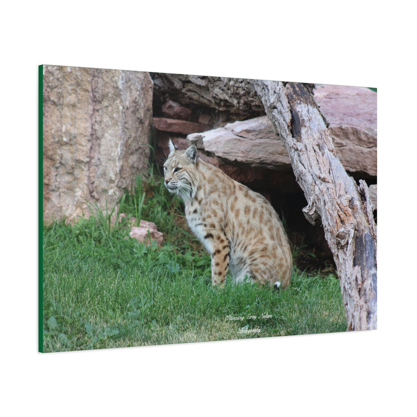 Sitting Bobcat Matte Canvas, Stretched, 1.25"