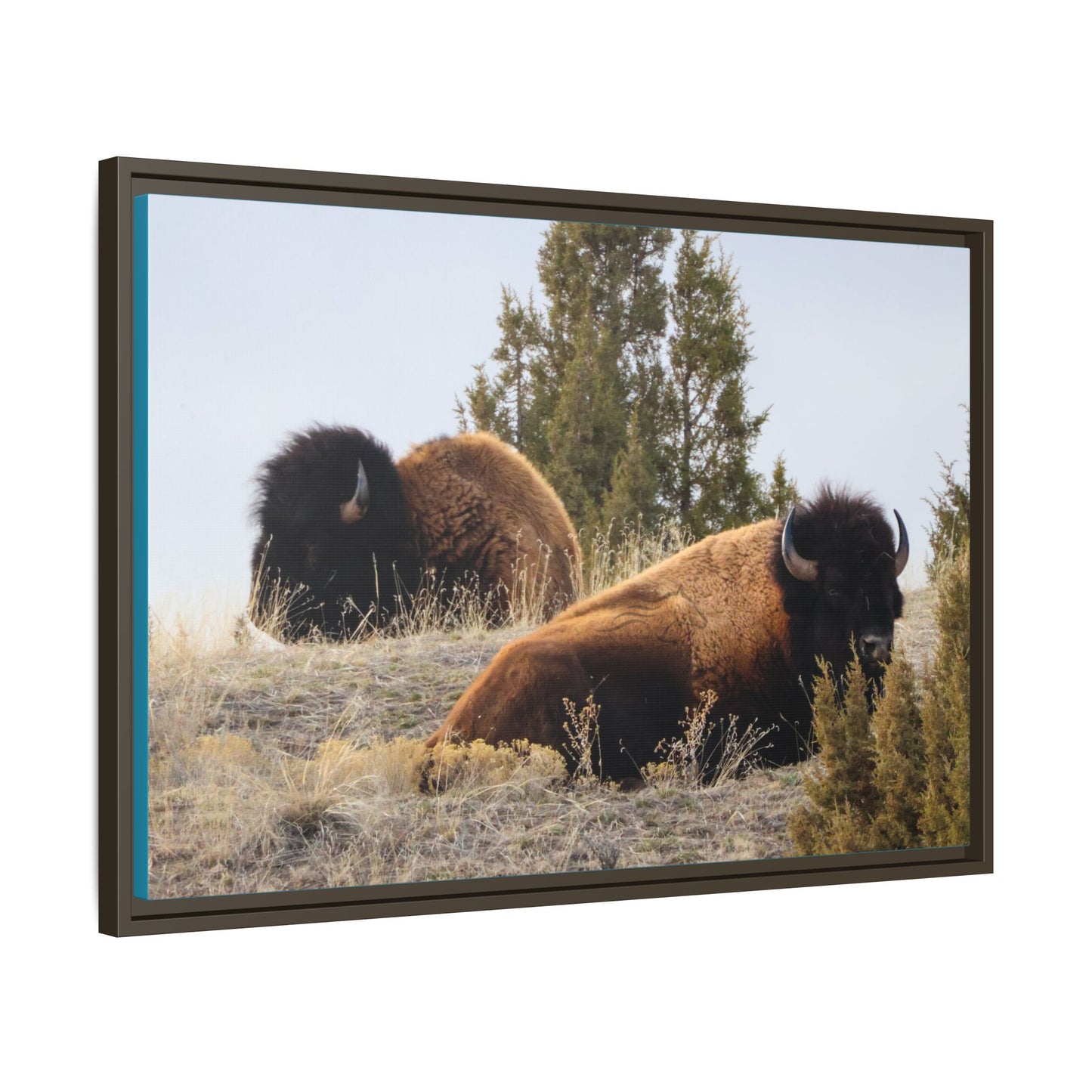 Two Bull Buffalo Framed Canvas
