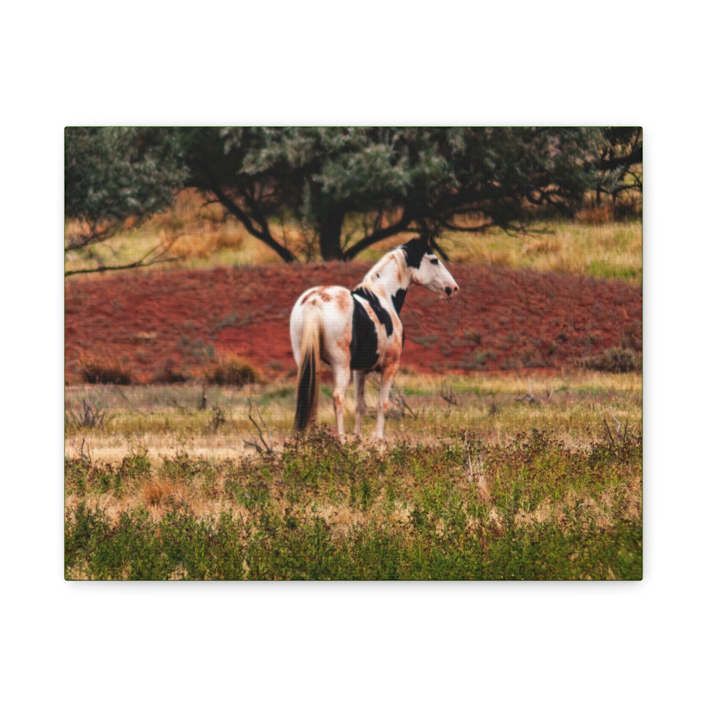 Painted Horse Canvas