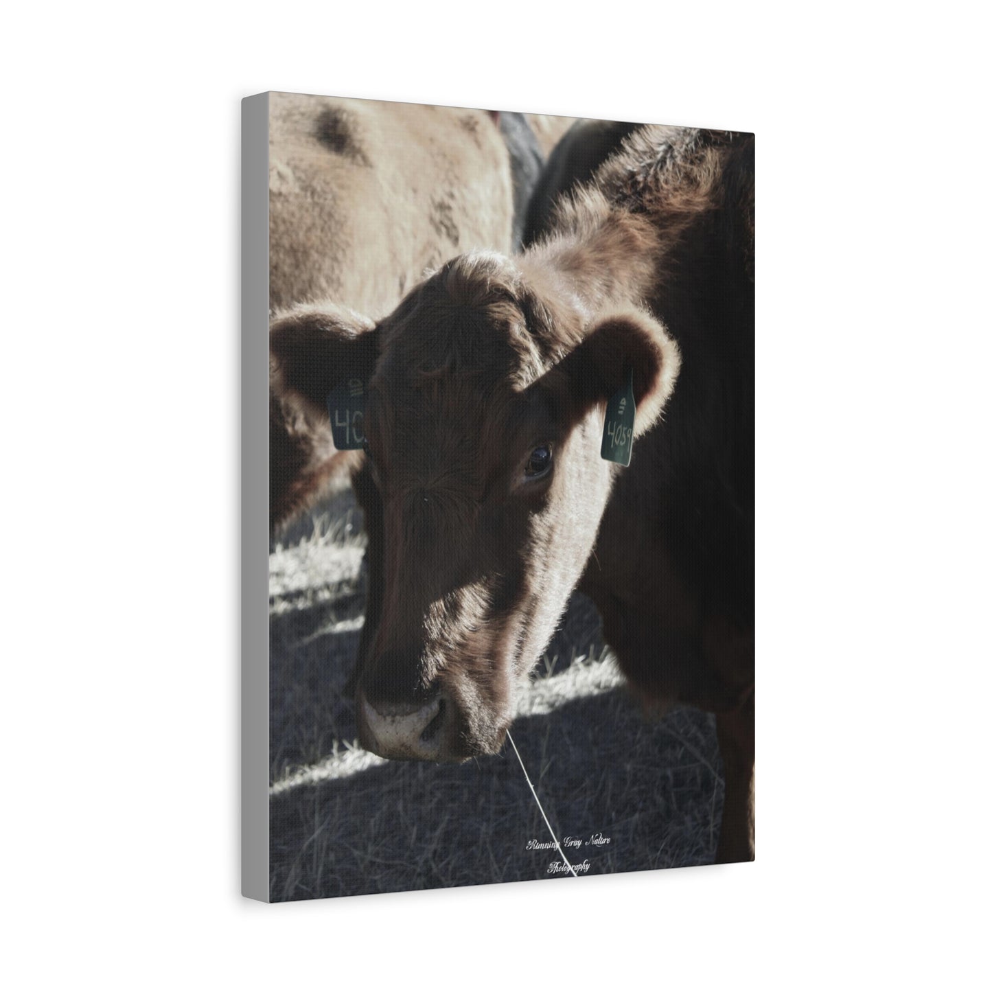 Momma Cow 4059 Matte Canvas, Stretched, 1.25"