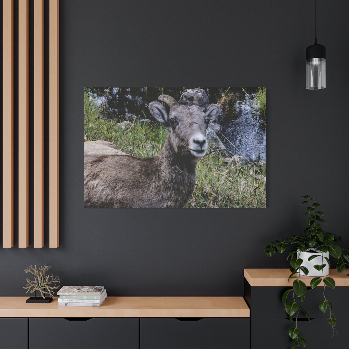 Big Horn Sheep Canvas