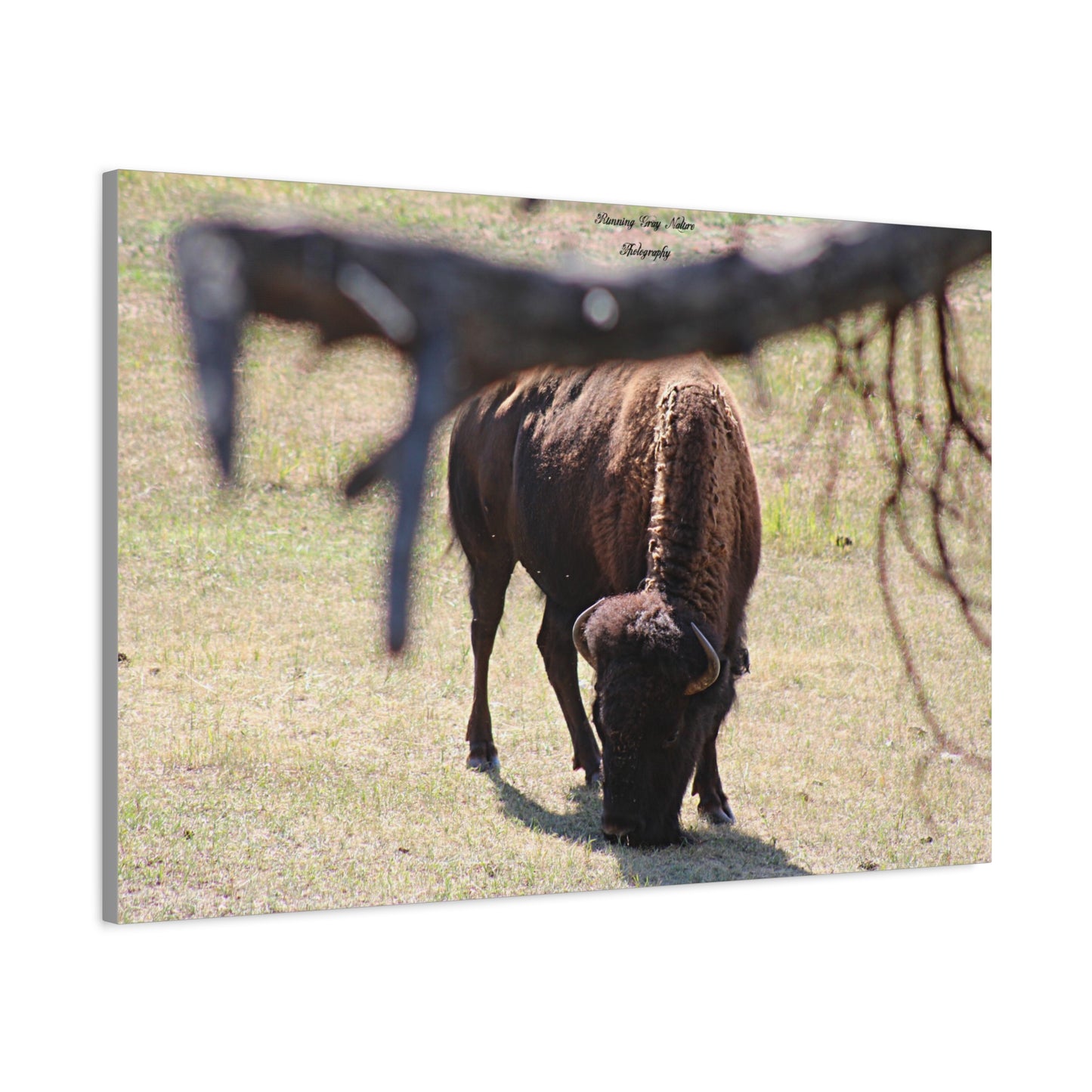 Buffalo Matte Canvas, Stretched, 1.25"