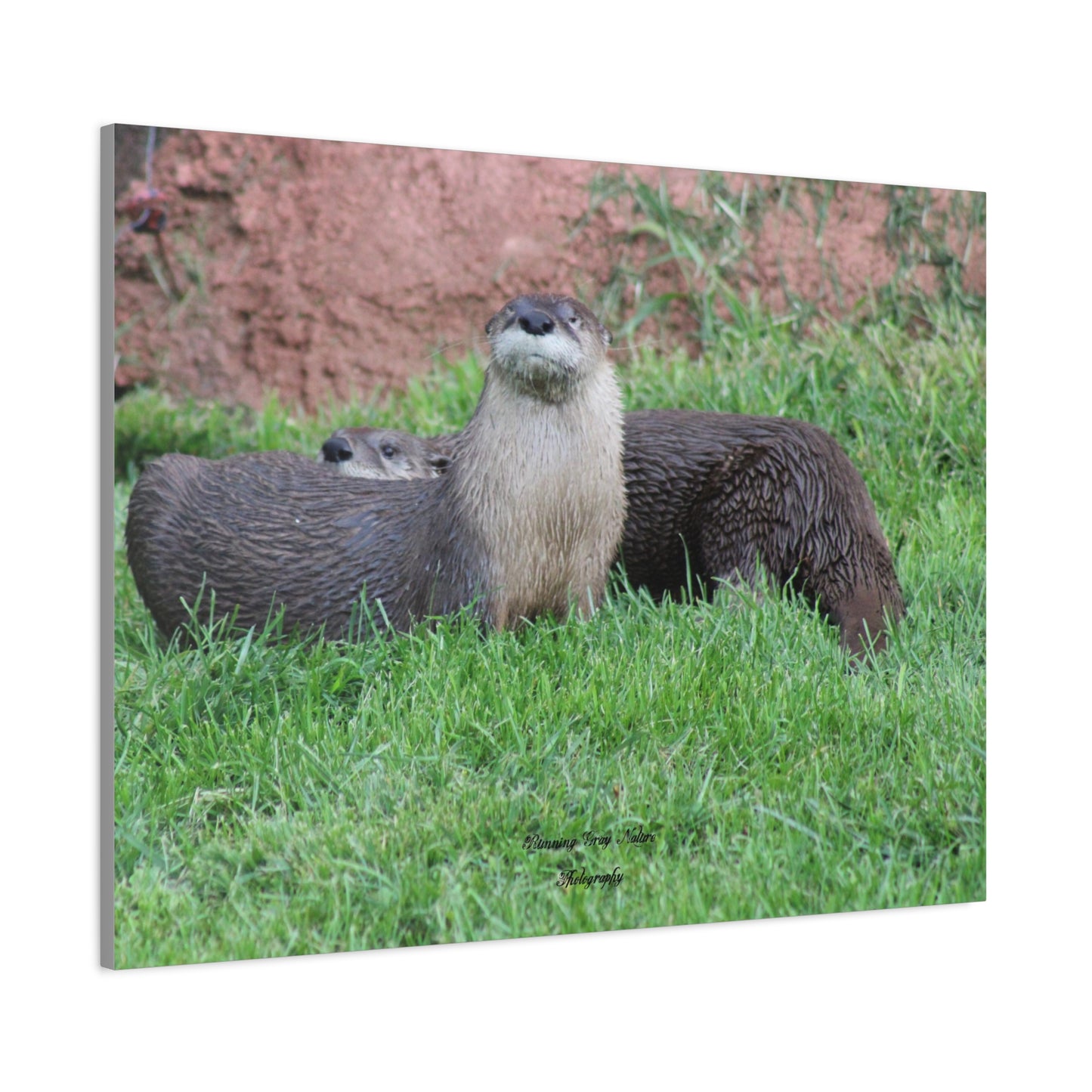 Otter Matte Canvas, Stretched, 1.25"