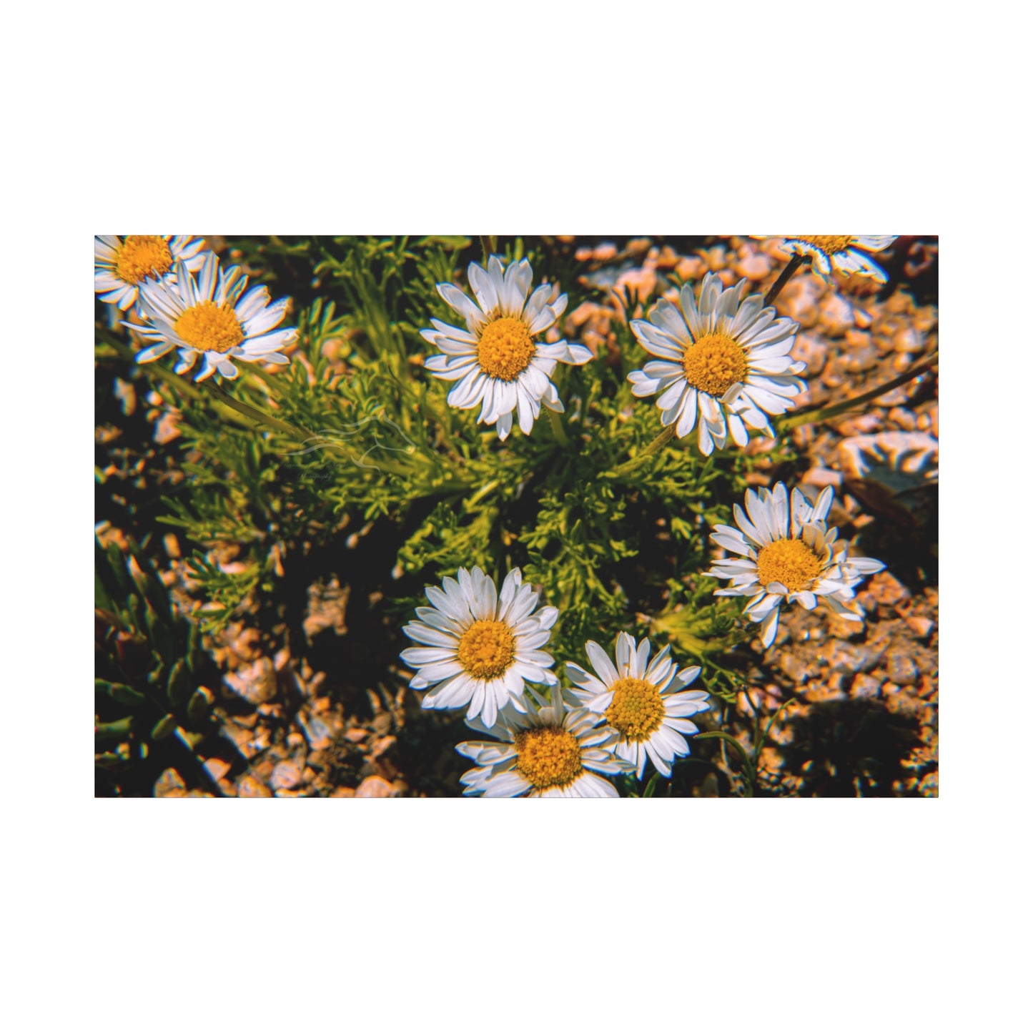 Wild Daisy Canvas