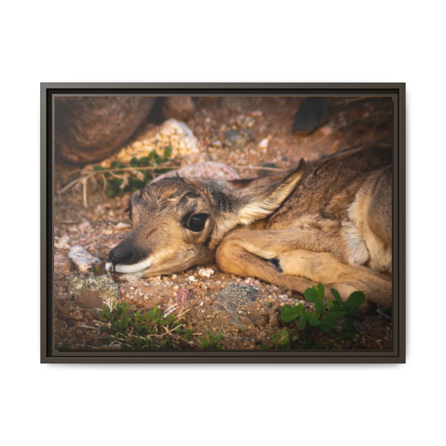 Baby Antelope Framed Canvas