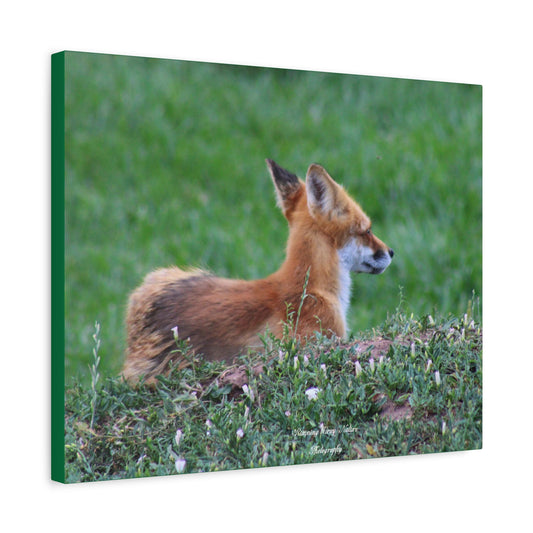 Red Tail Fox Matte Canvas, Stretched, 1.25"