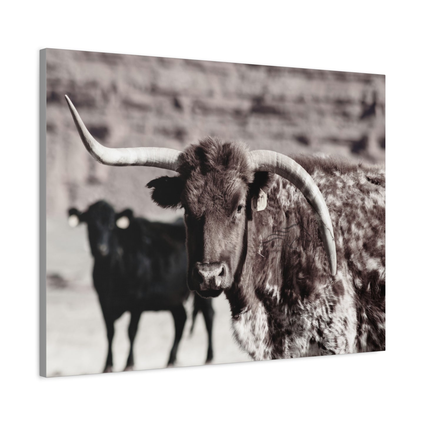 Rustic Longhorn Canvas