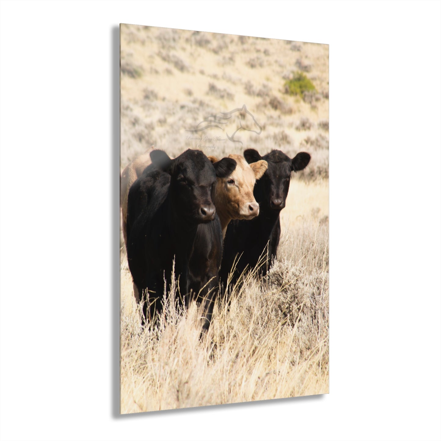 Monkey in the Middle Acrylic