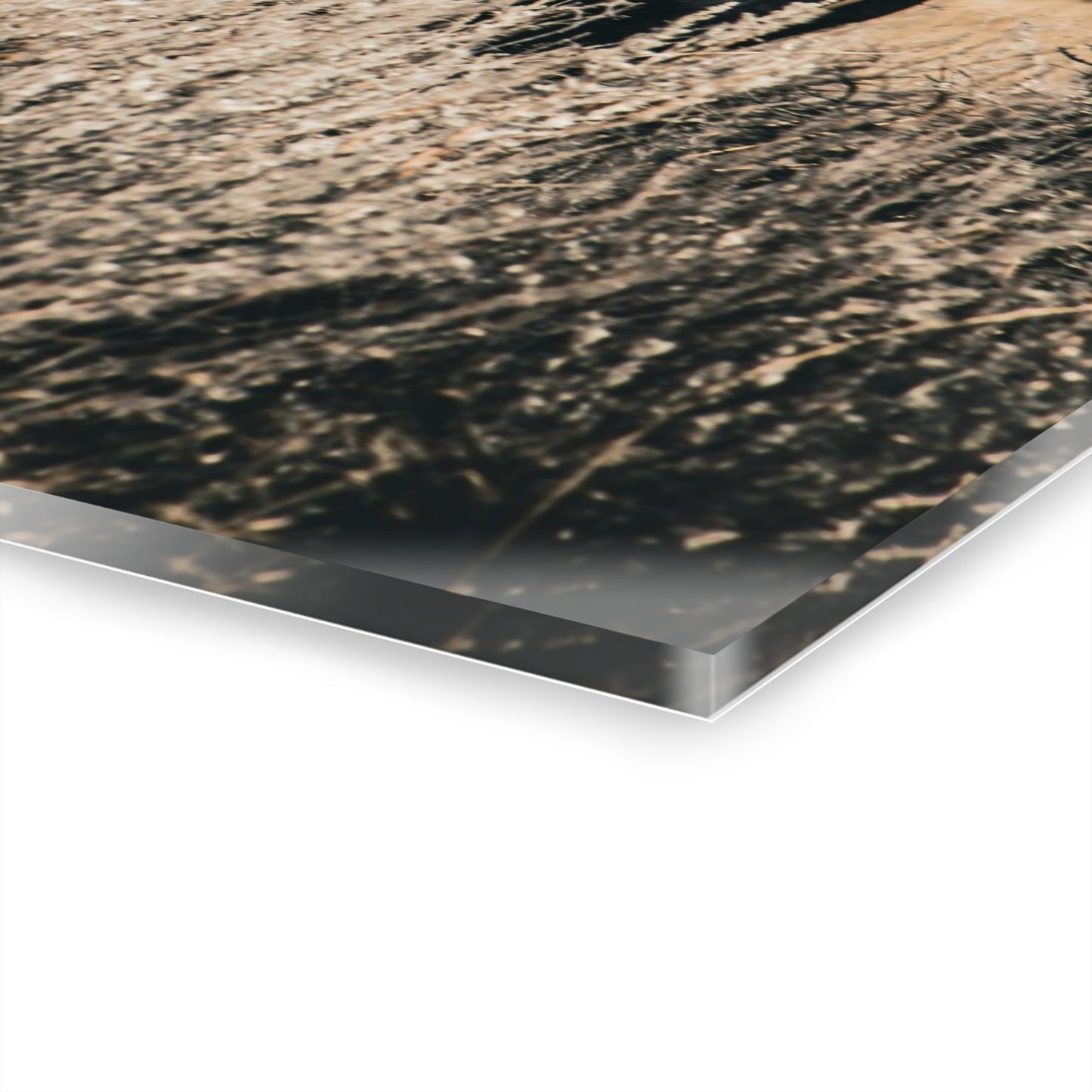 Black Angus Momma Acrylic