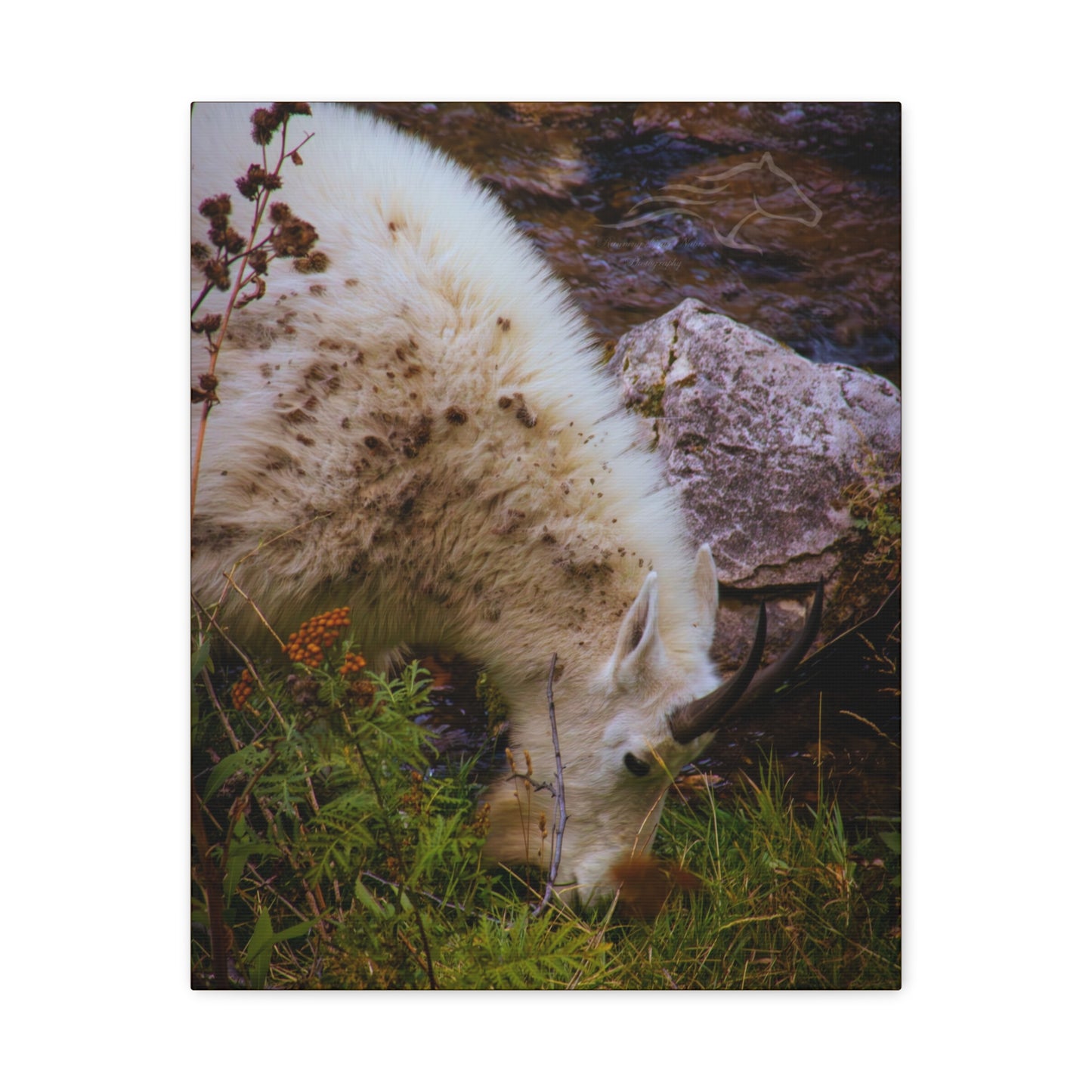 Mountain Goat Canvas