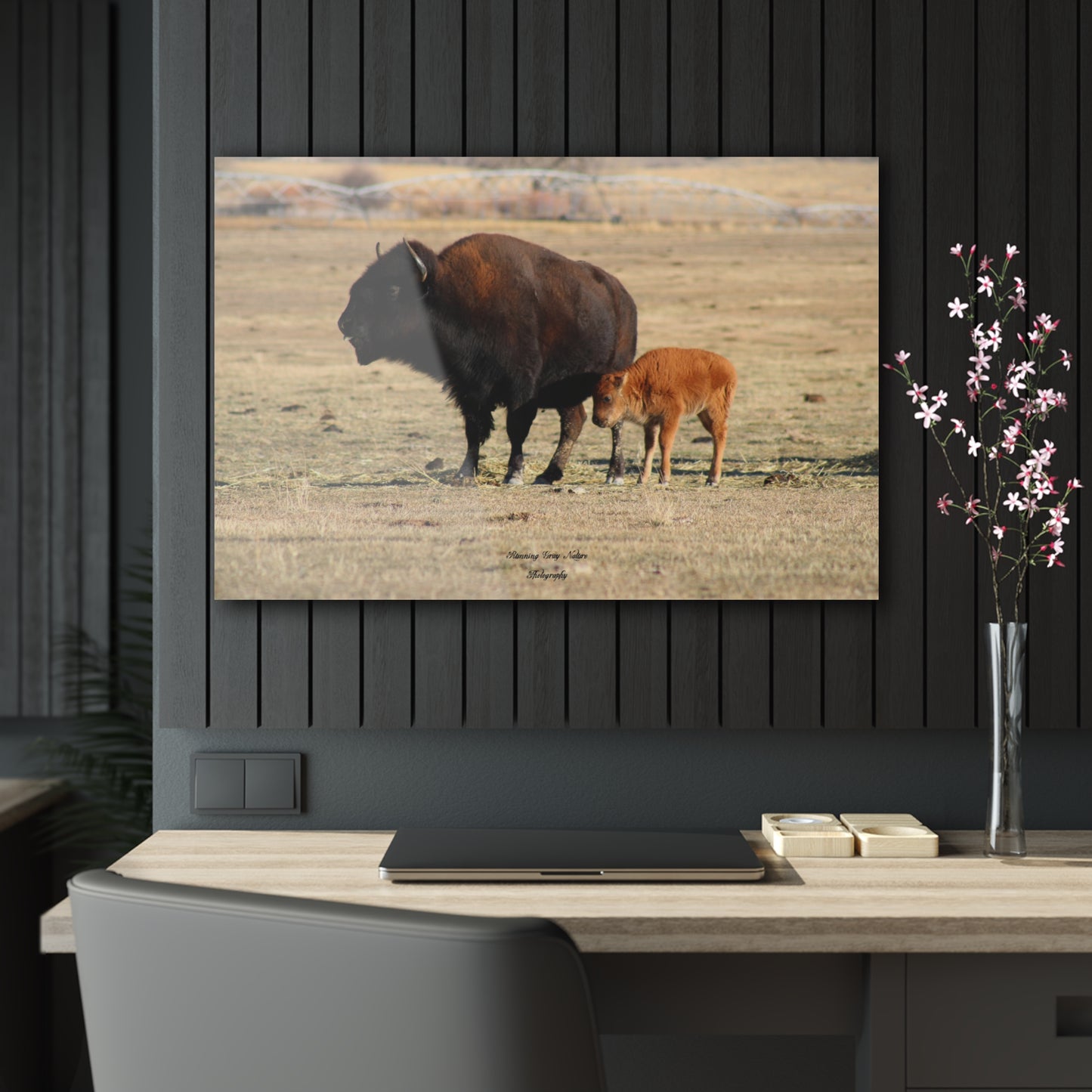 Momma and Baby Buffalo Acrylic Prints