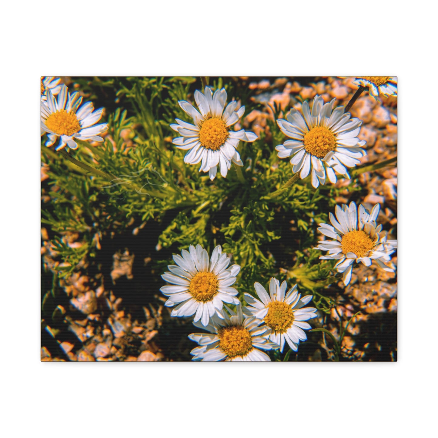 Wild Daisy Canvas