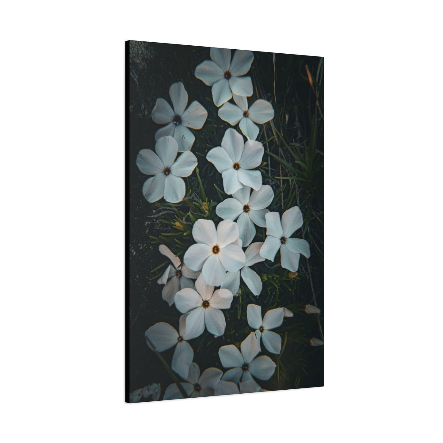 Rock Jasmine Canvas