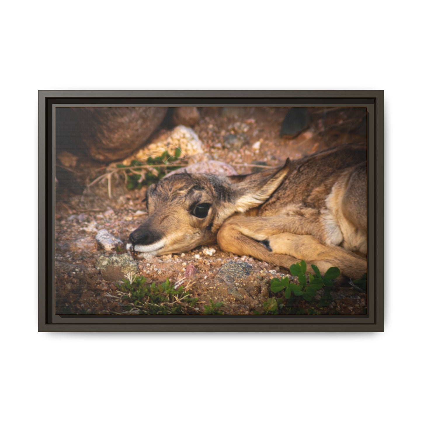 Baby Antelope Framed Canvas