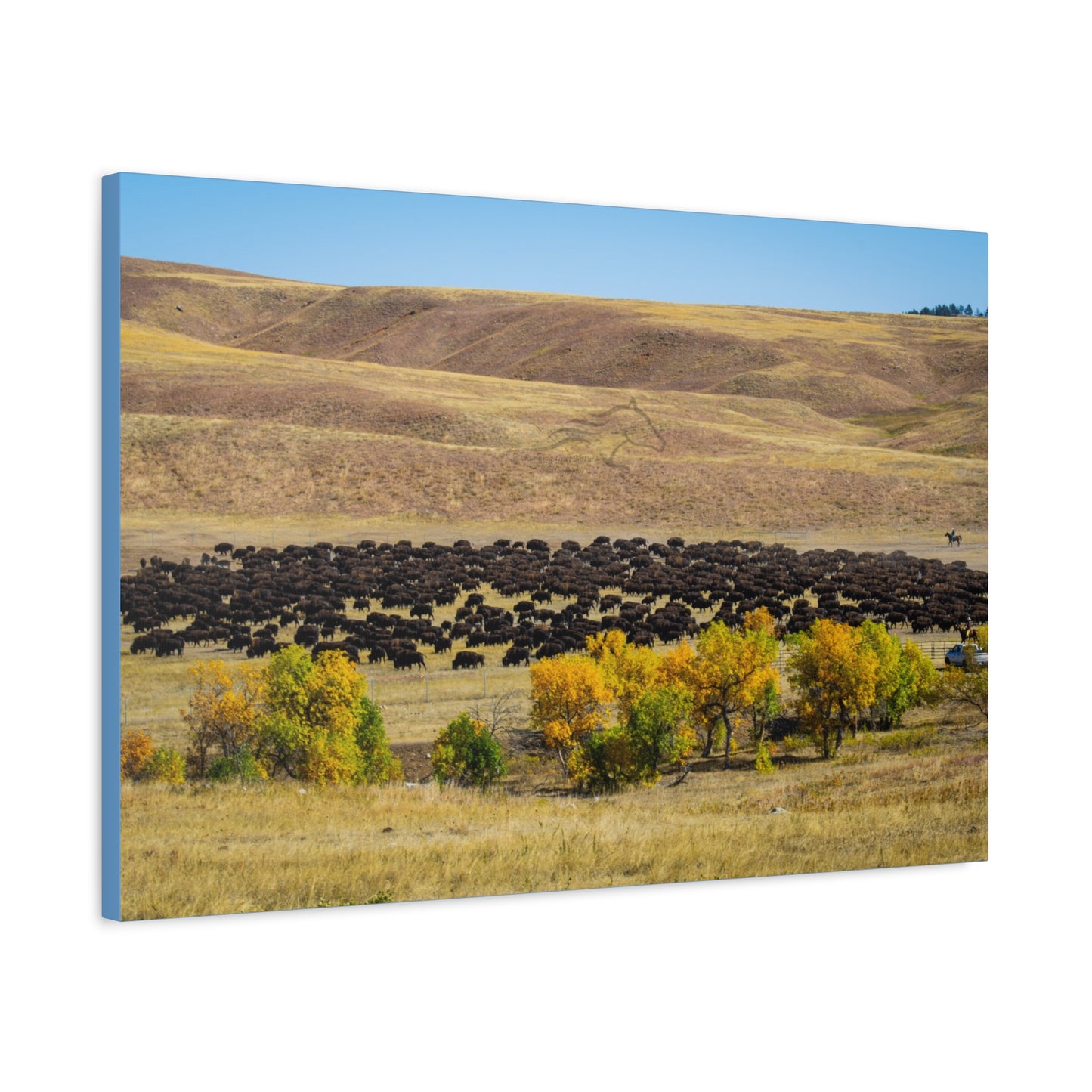 Final look Buffalo Round Up