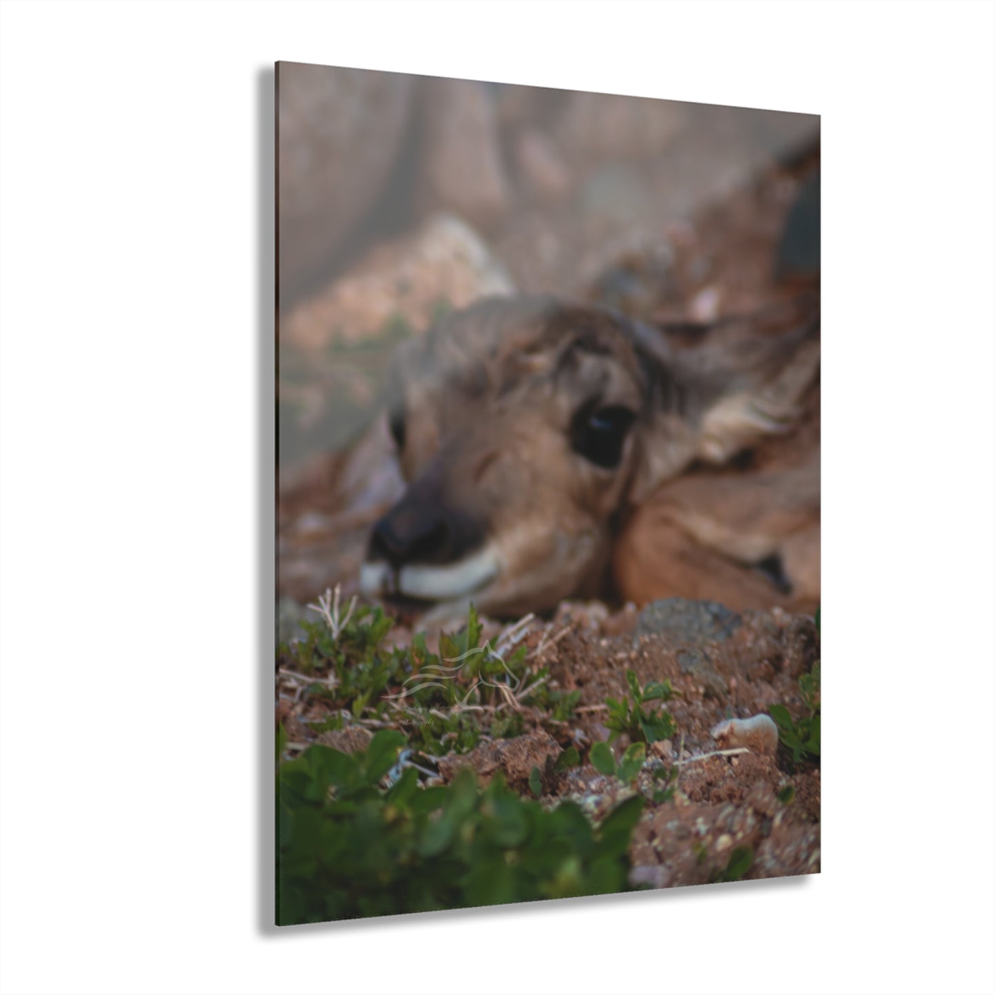 Gentle Antelope Fawn Acrylic