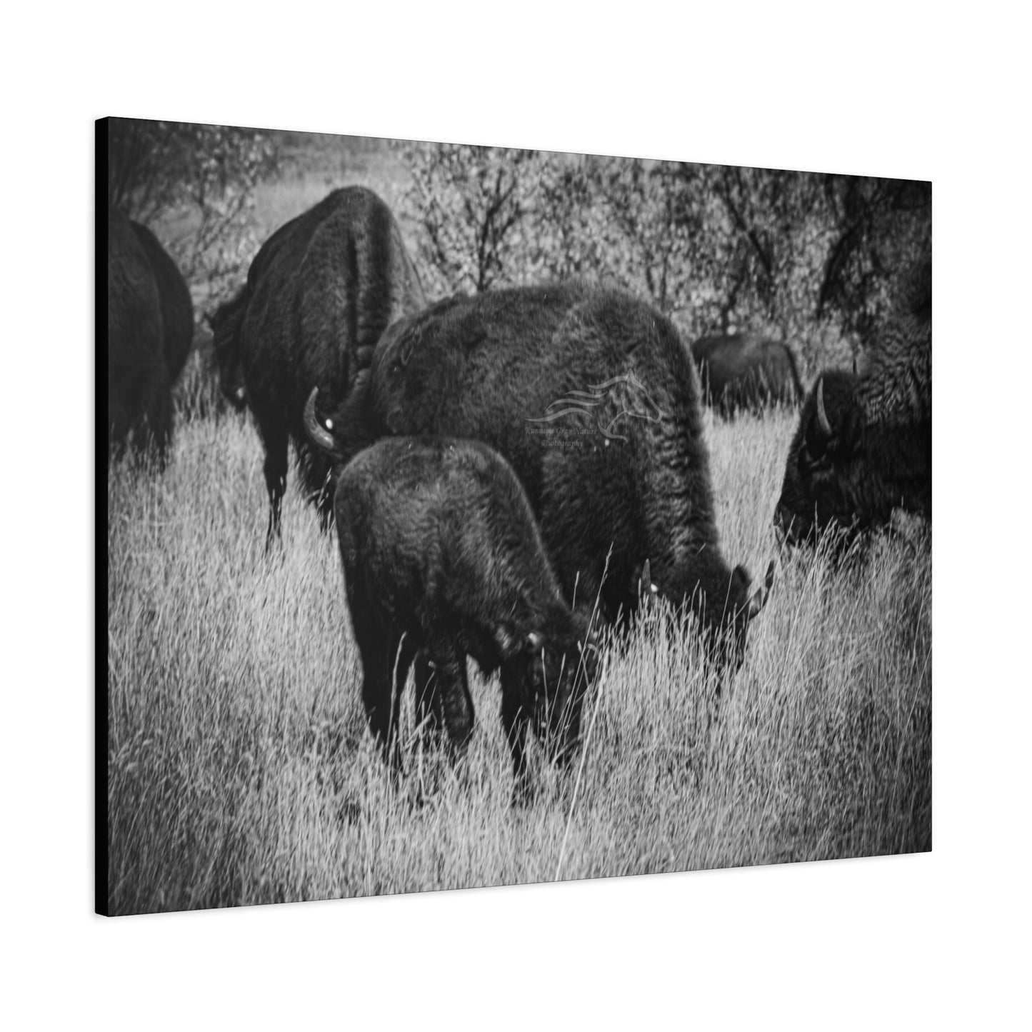 Black and White Buffalo Canvas