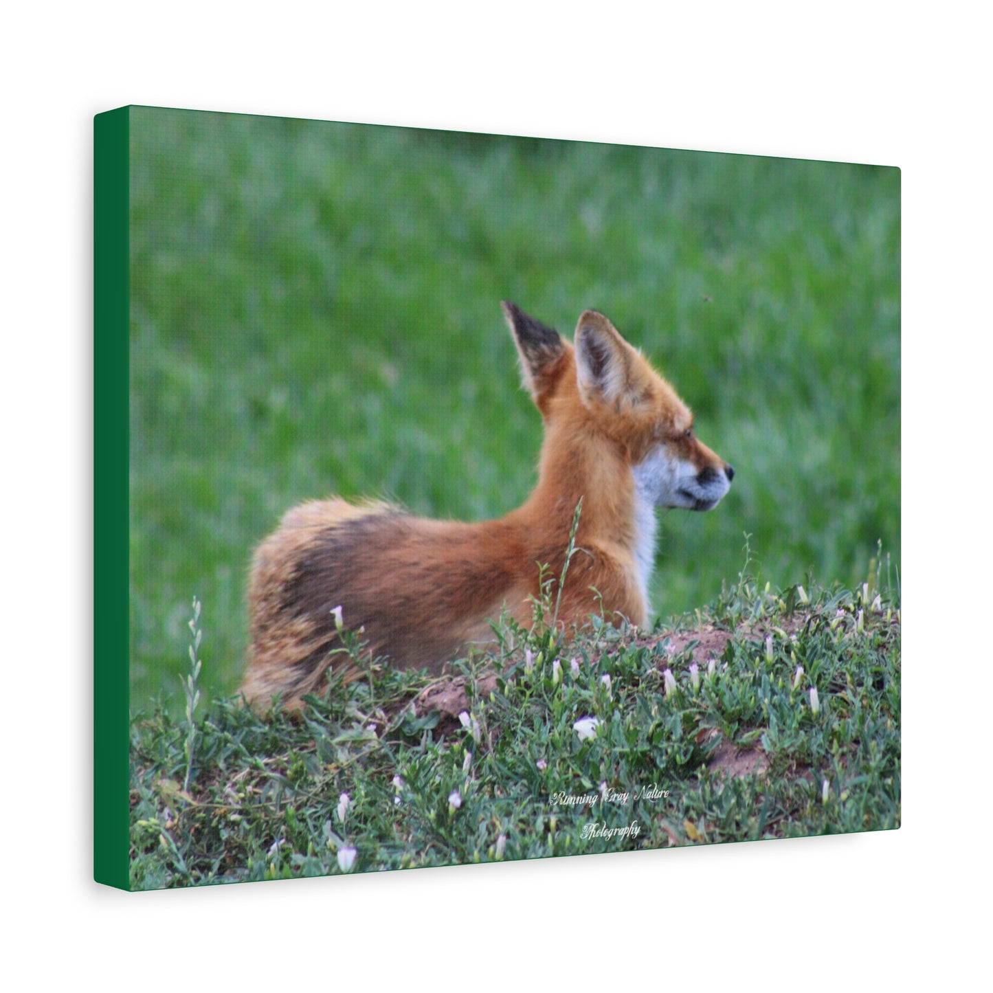 Red Tail Fox Matte Canvas, Stretched, 1.25"