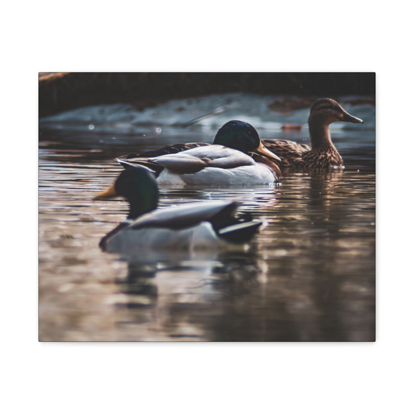 Mallard Ducks Canvas