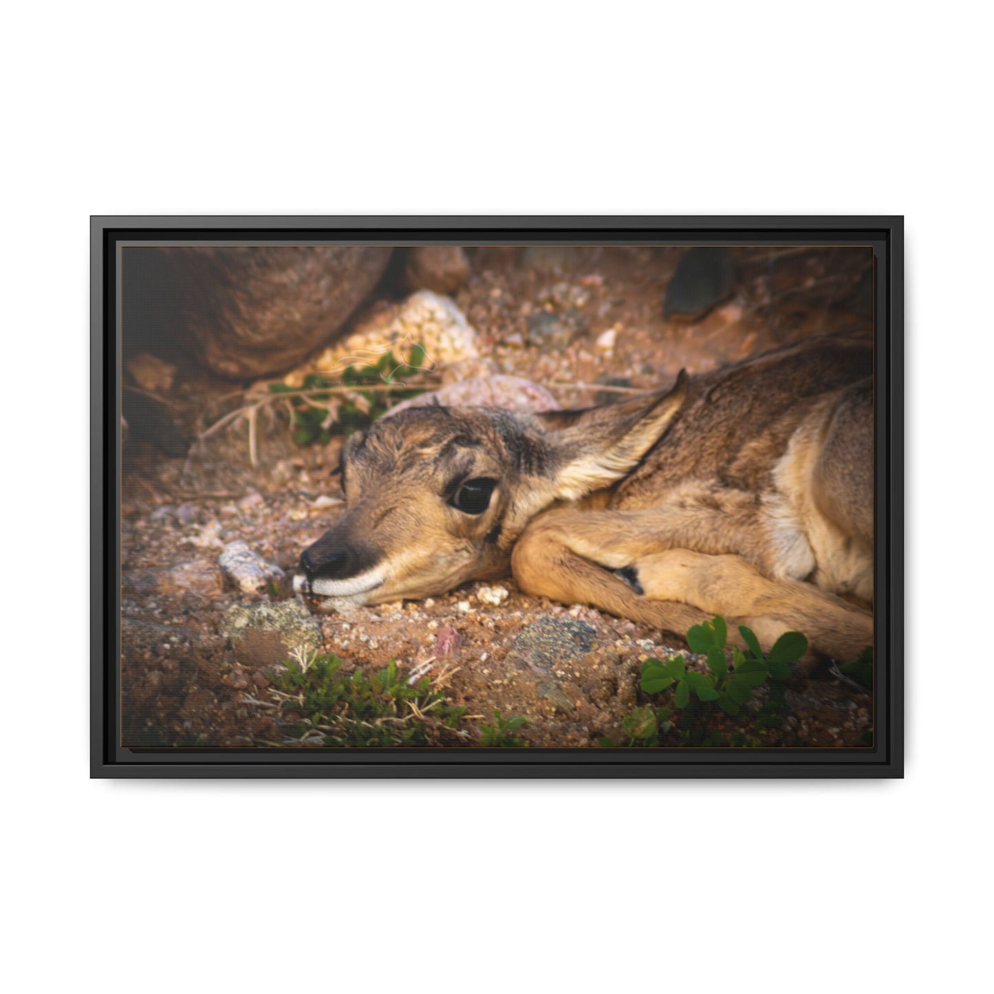 Baby Antelope Framed Canvas