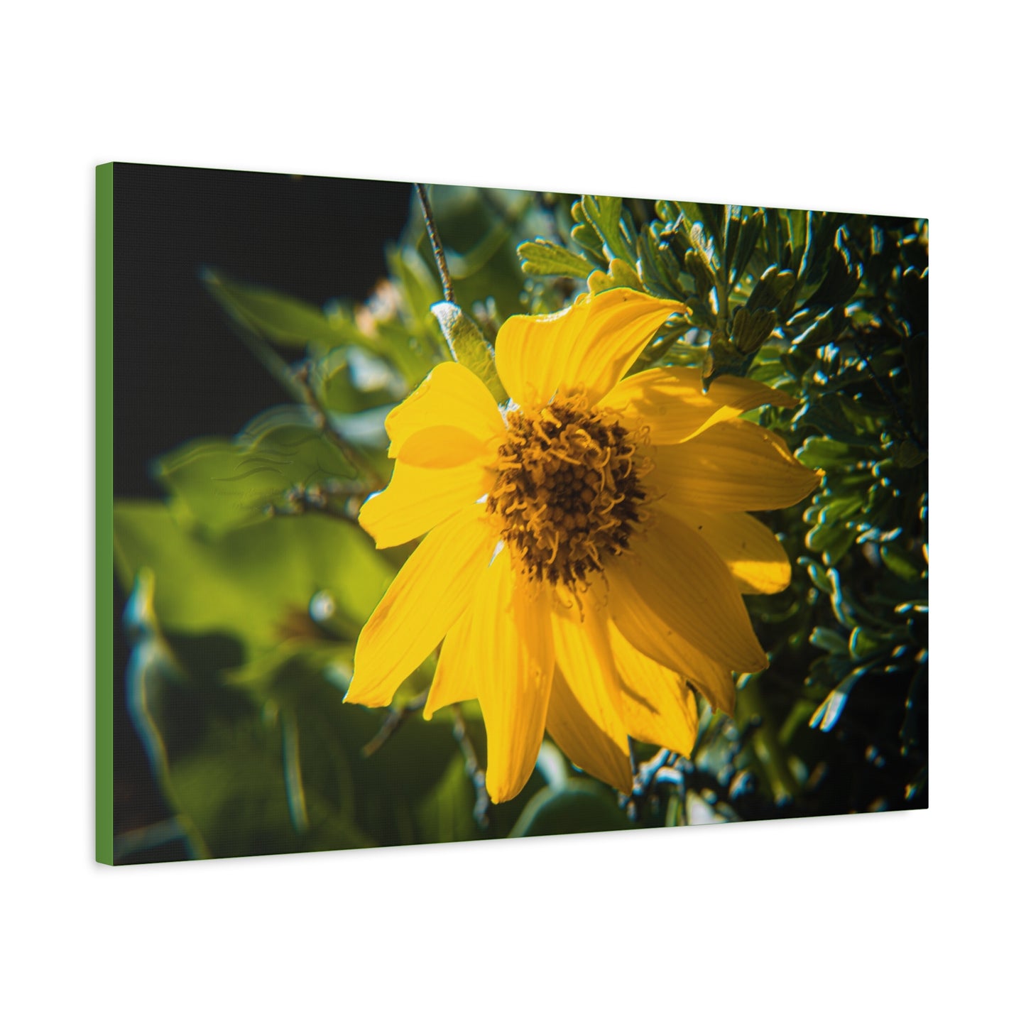 Arrowleaf Balsamroot Canvas