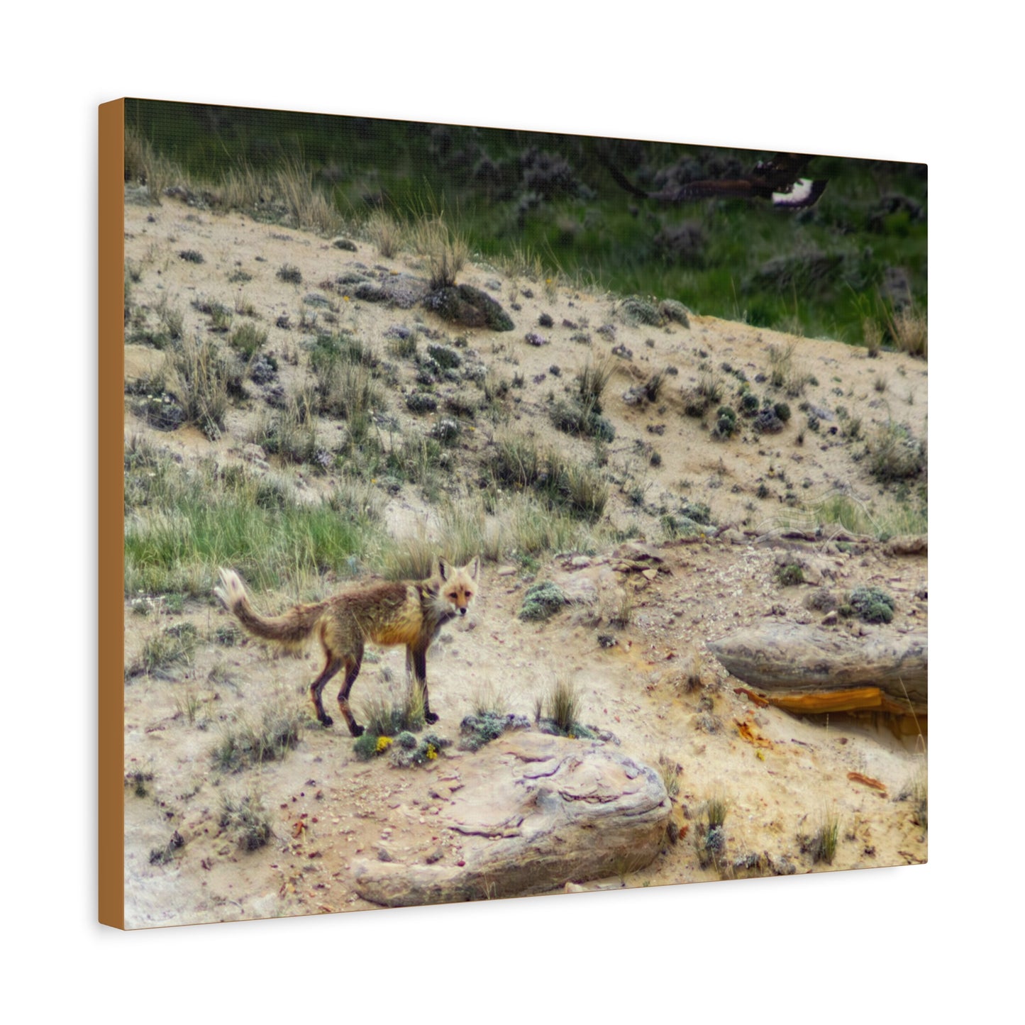 Swift fox and an Eagle