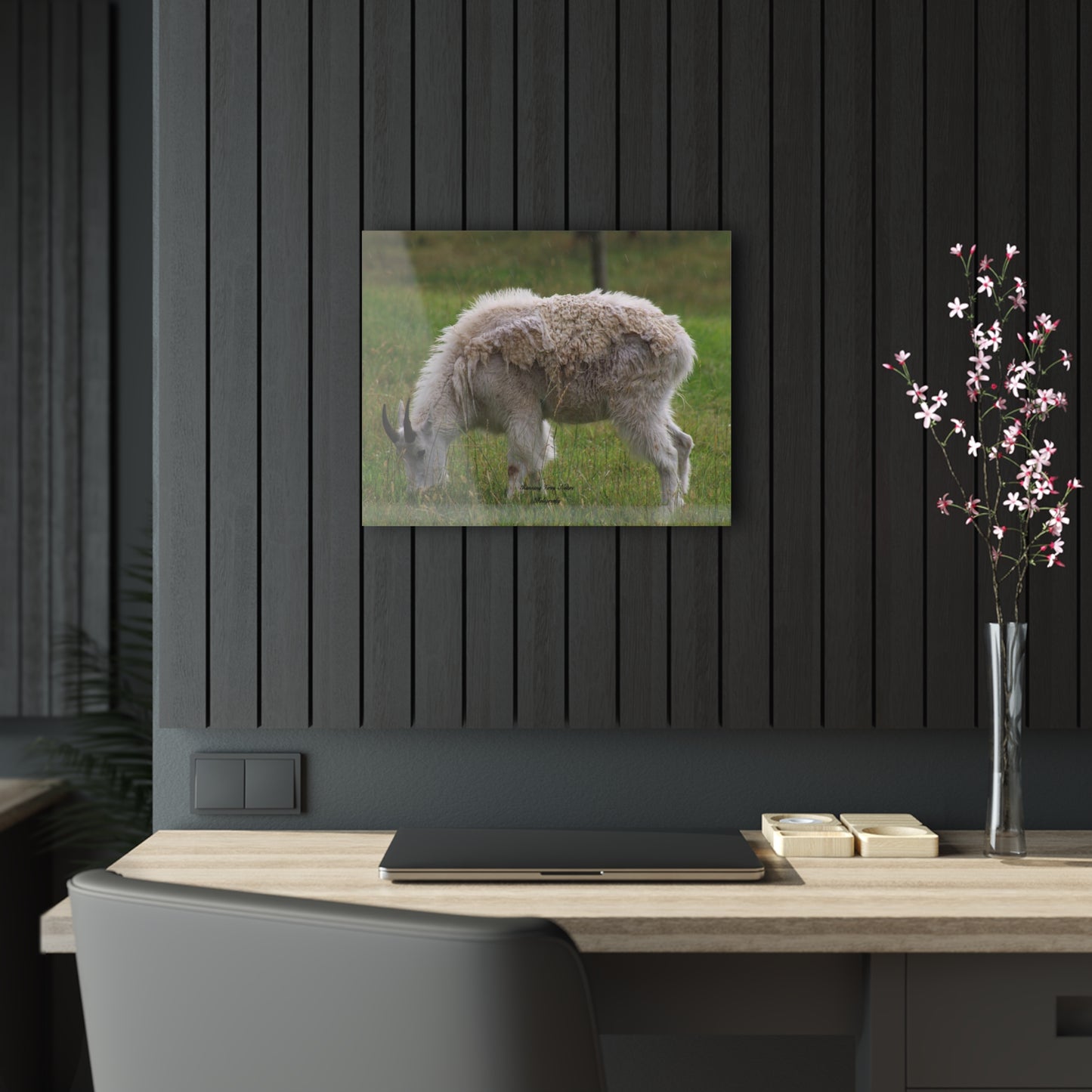 Mountain Goat Acrylic Prints