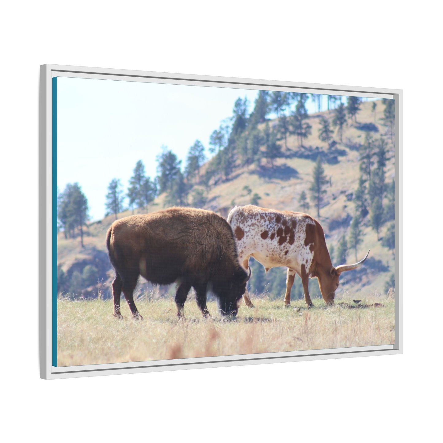 Long Horn and Buffalo Framed Canvas