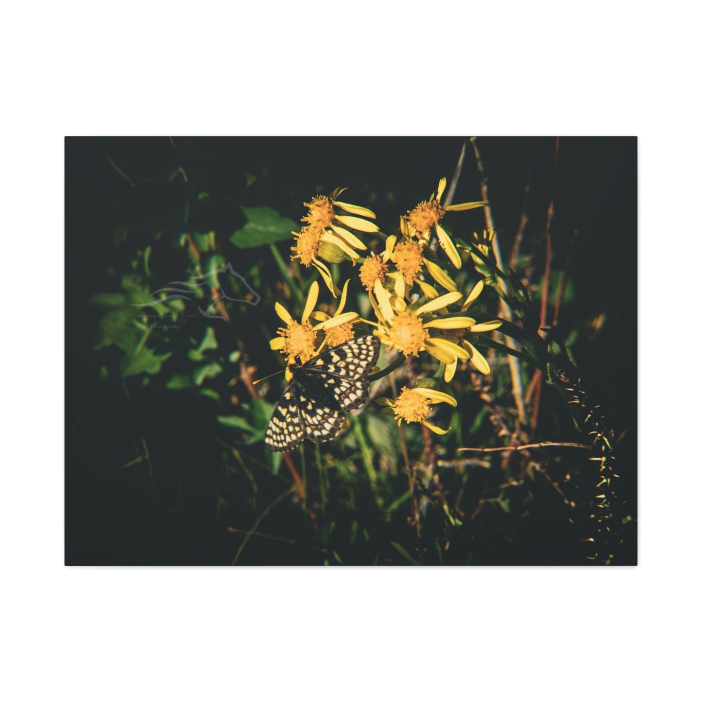 Checkerspot Butterfly Canvas