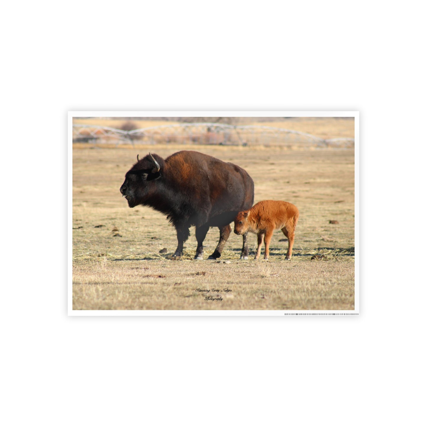 Posters Board Momma and Baby Buffalo