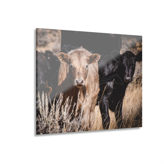 Baby Blonde Calf Acrylic