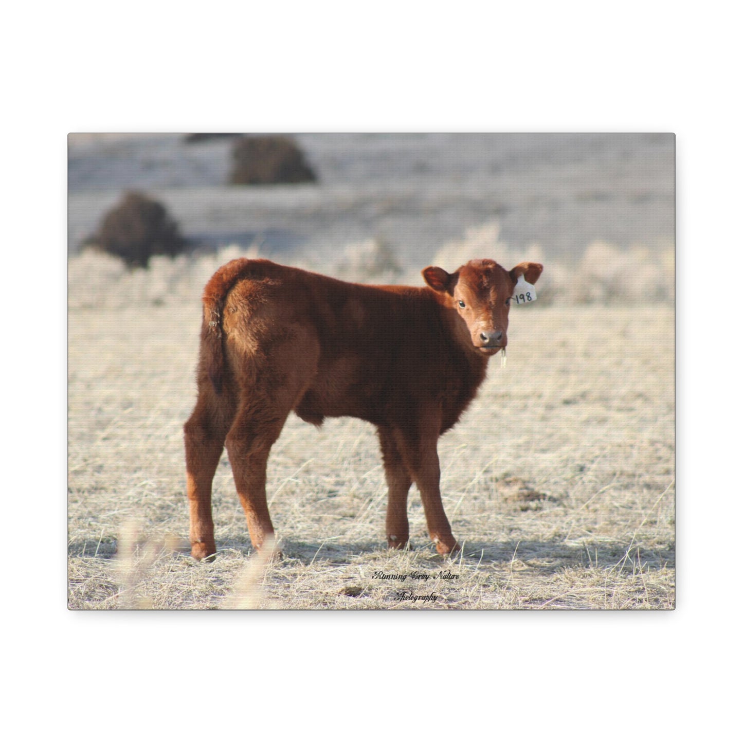 Baby Calf 198 Matte Canvas, Stretched, 1.25"