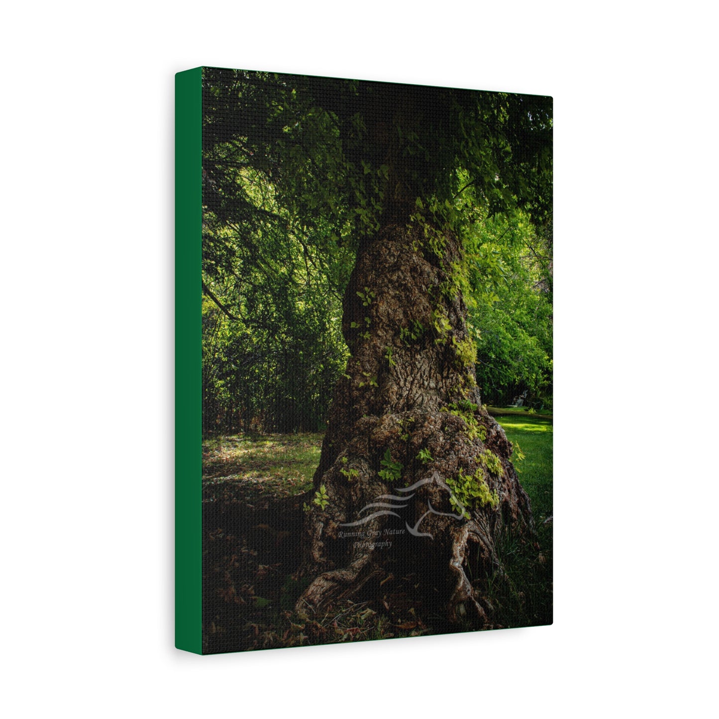 Natural Green Tree Canvas