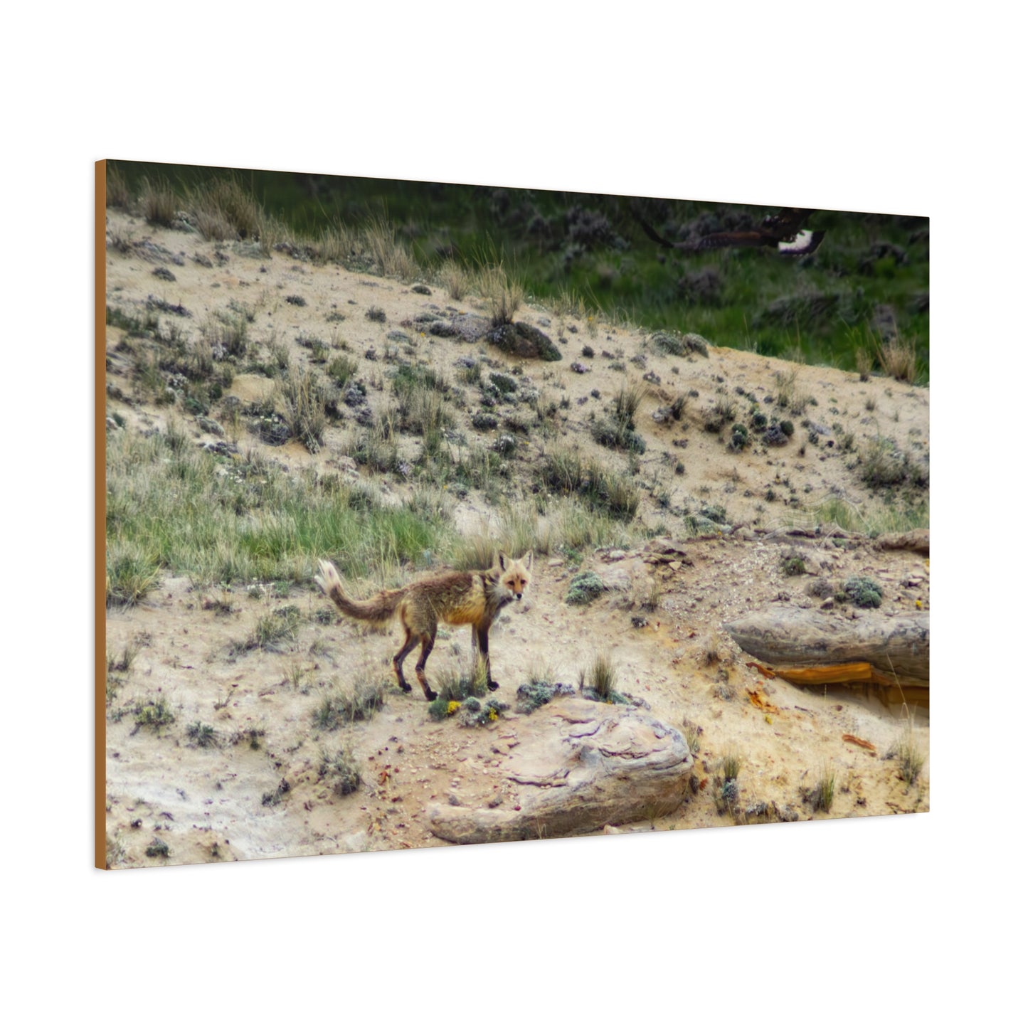 Swift fox and an Eagle