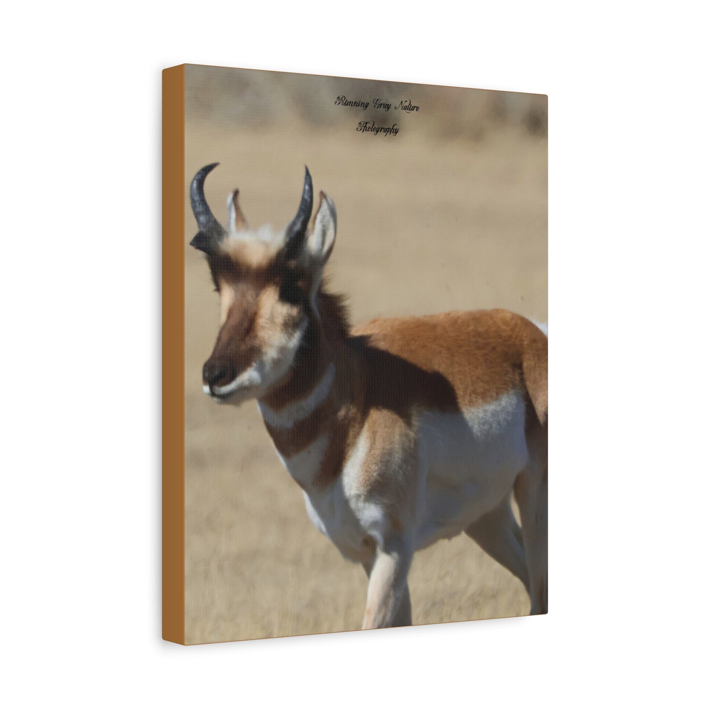 Wyoming Pronghorn Matte Canvas, Stretched, 1.25"