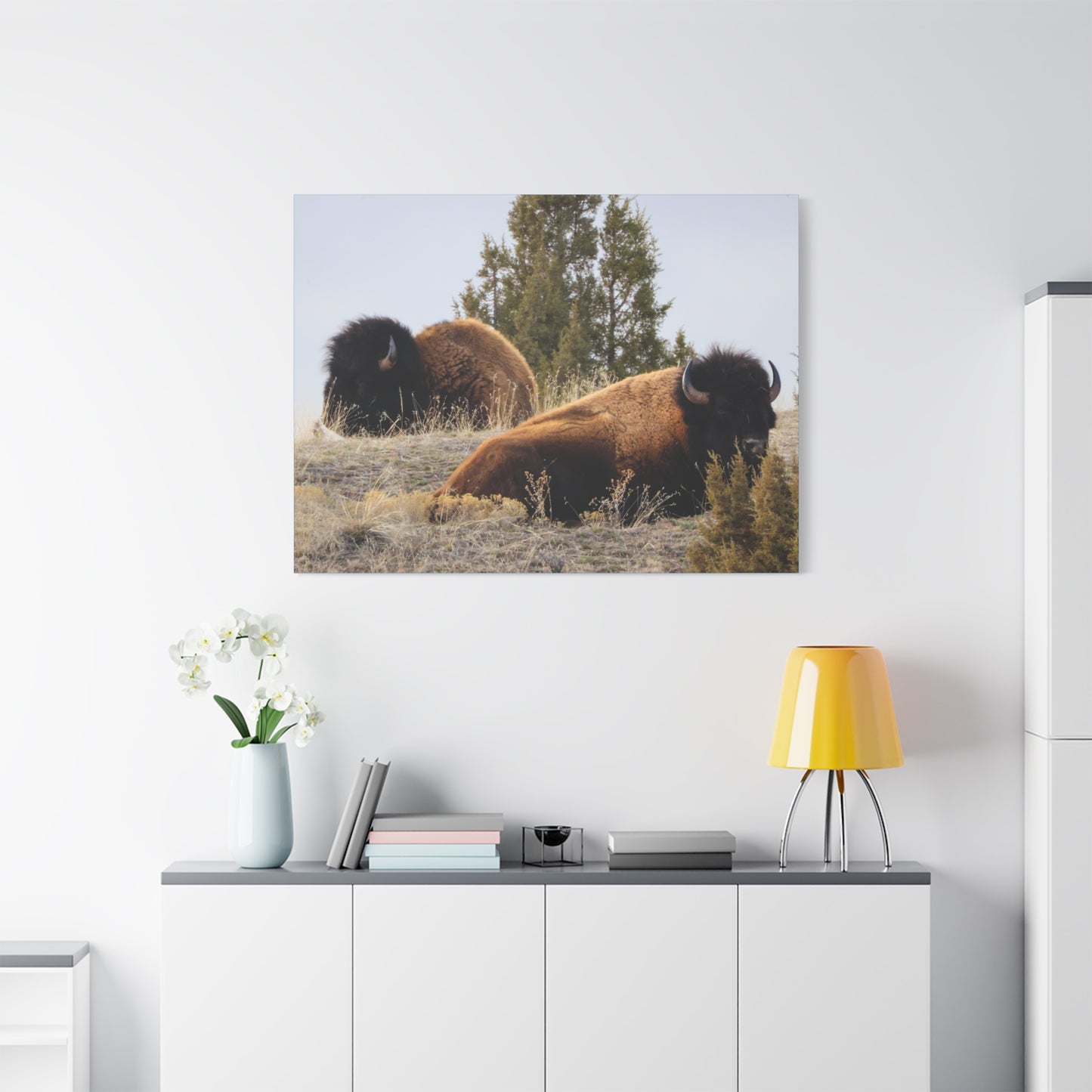 Two Bull Buffalo Canvas