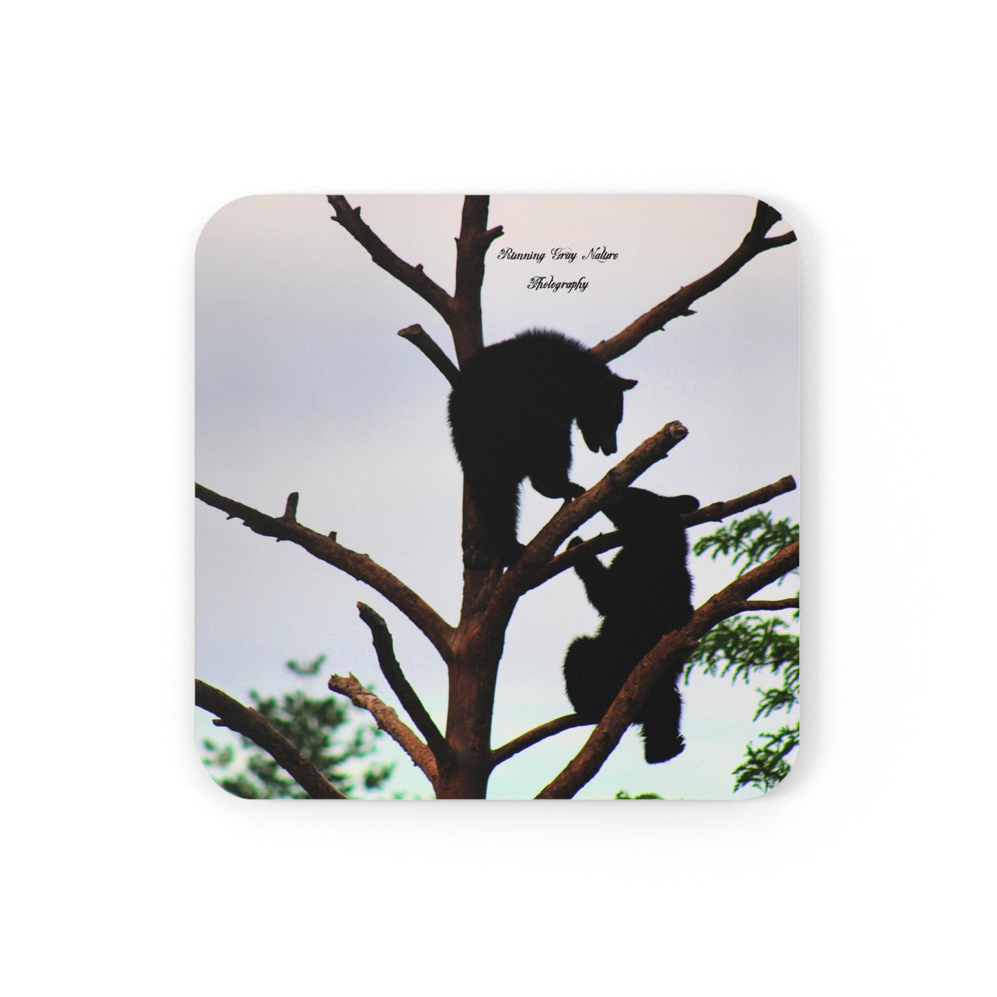 Cubs in a Tree Corkwood Coaster Set