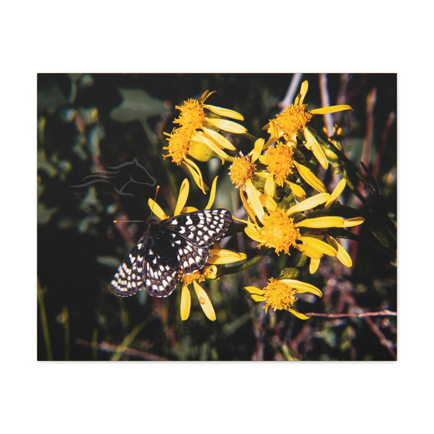 Butterfly Bloom Canvas