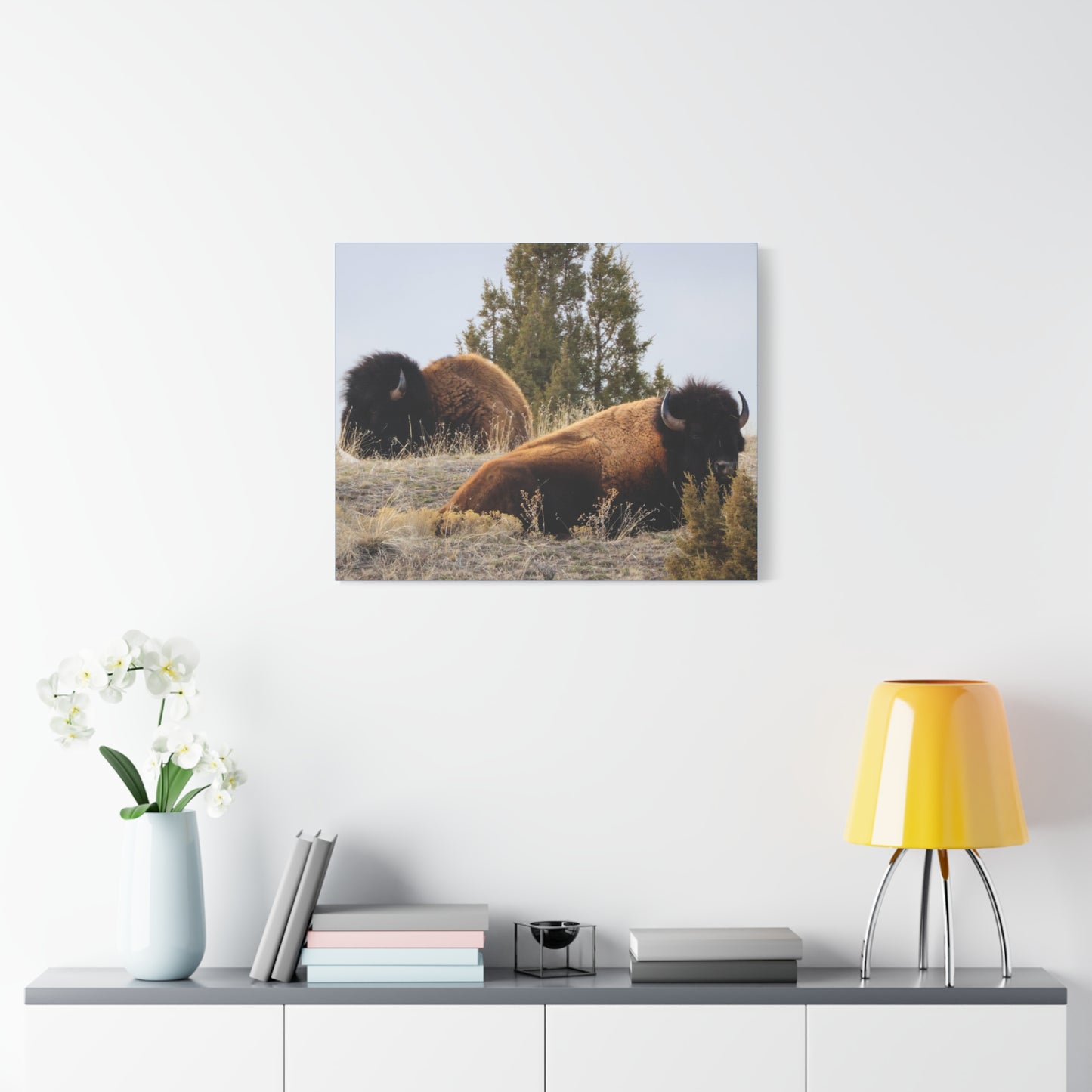 Two Bull Buffalo Canvas