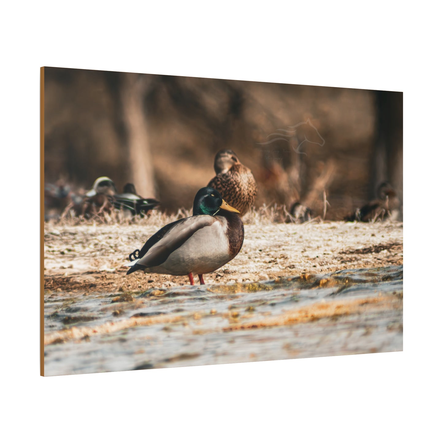 Nature-Inspired Duck Canvas