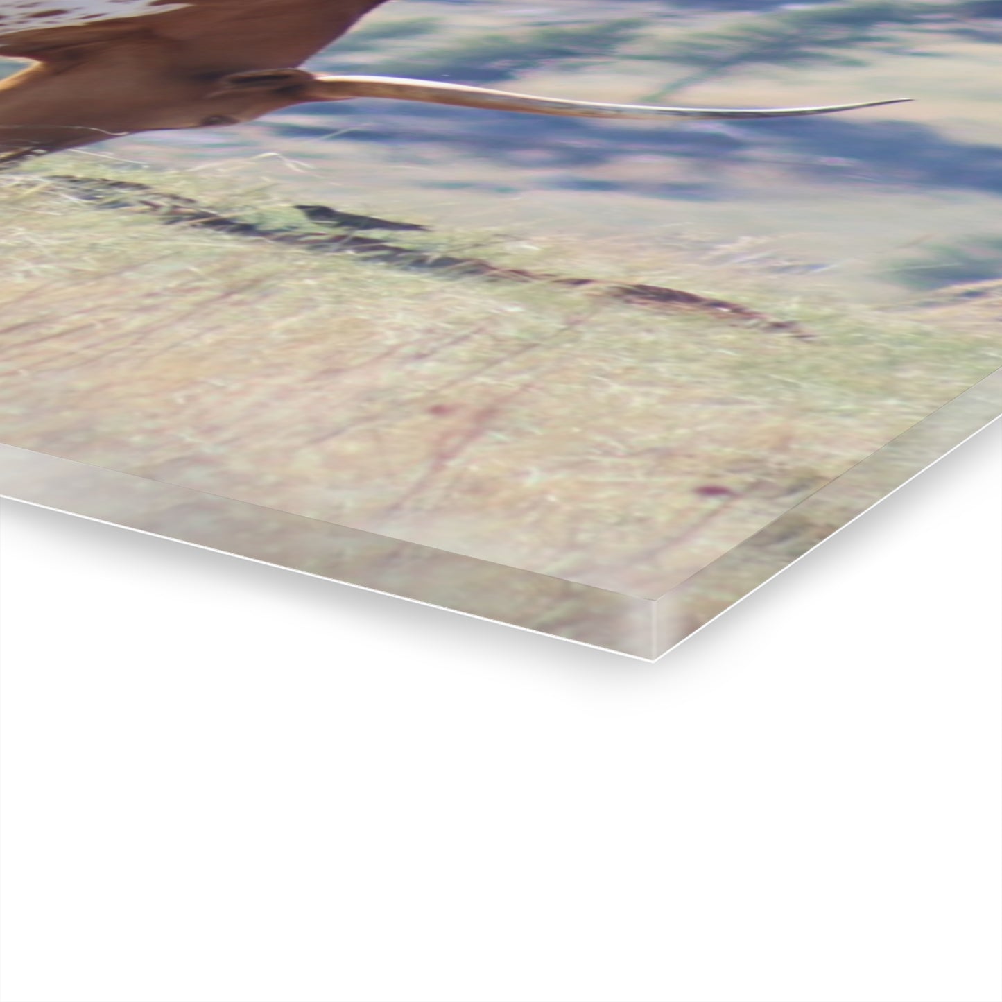 Long Horn and Buffalo Acrylic