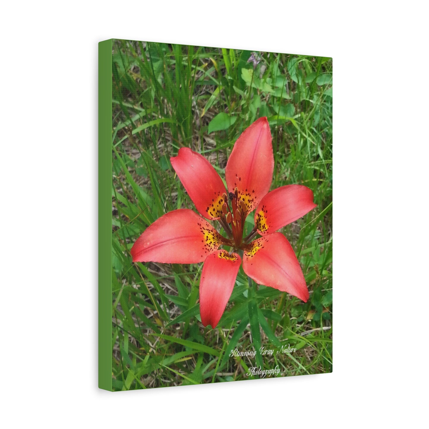 Red Tiger Lily Matte Canvas, Stretched, 1.25"