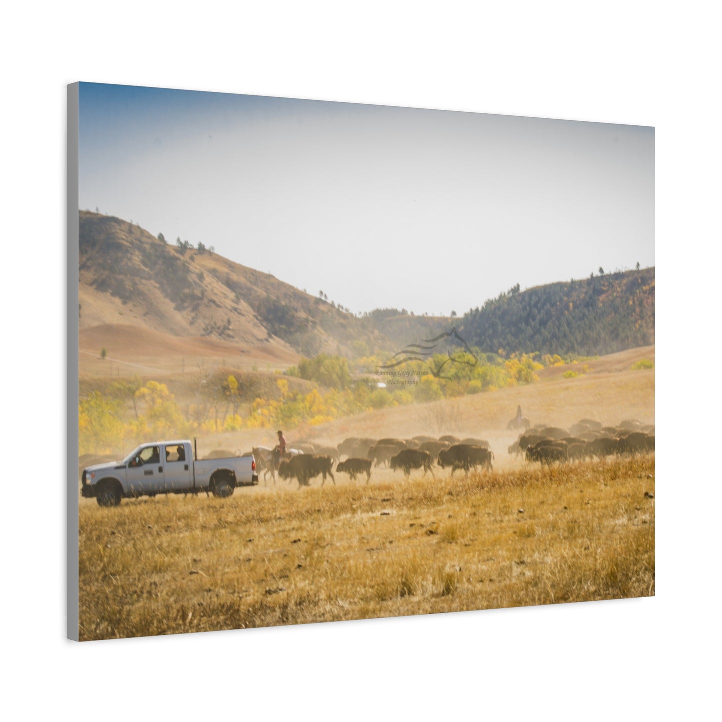 Trucks in the Buffalo Round Up