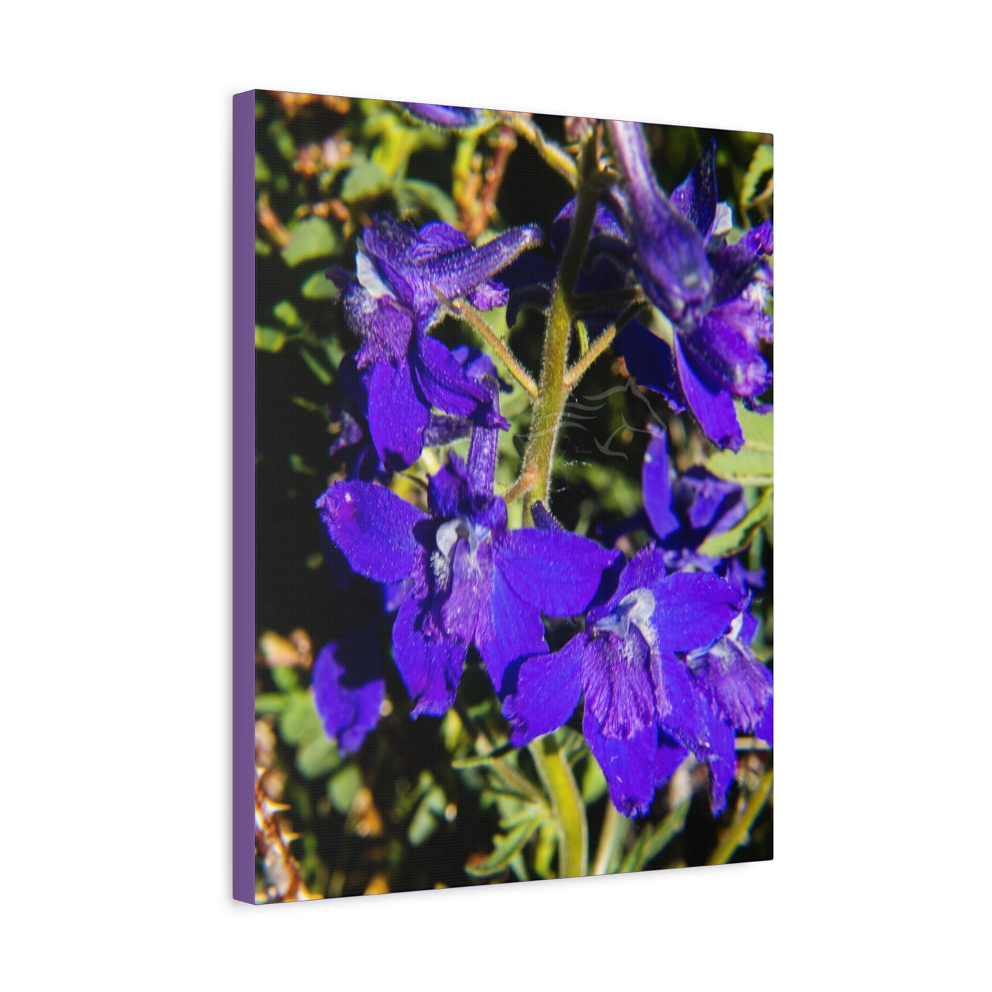 Royal Larkspar Canvas