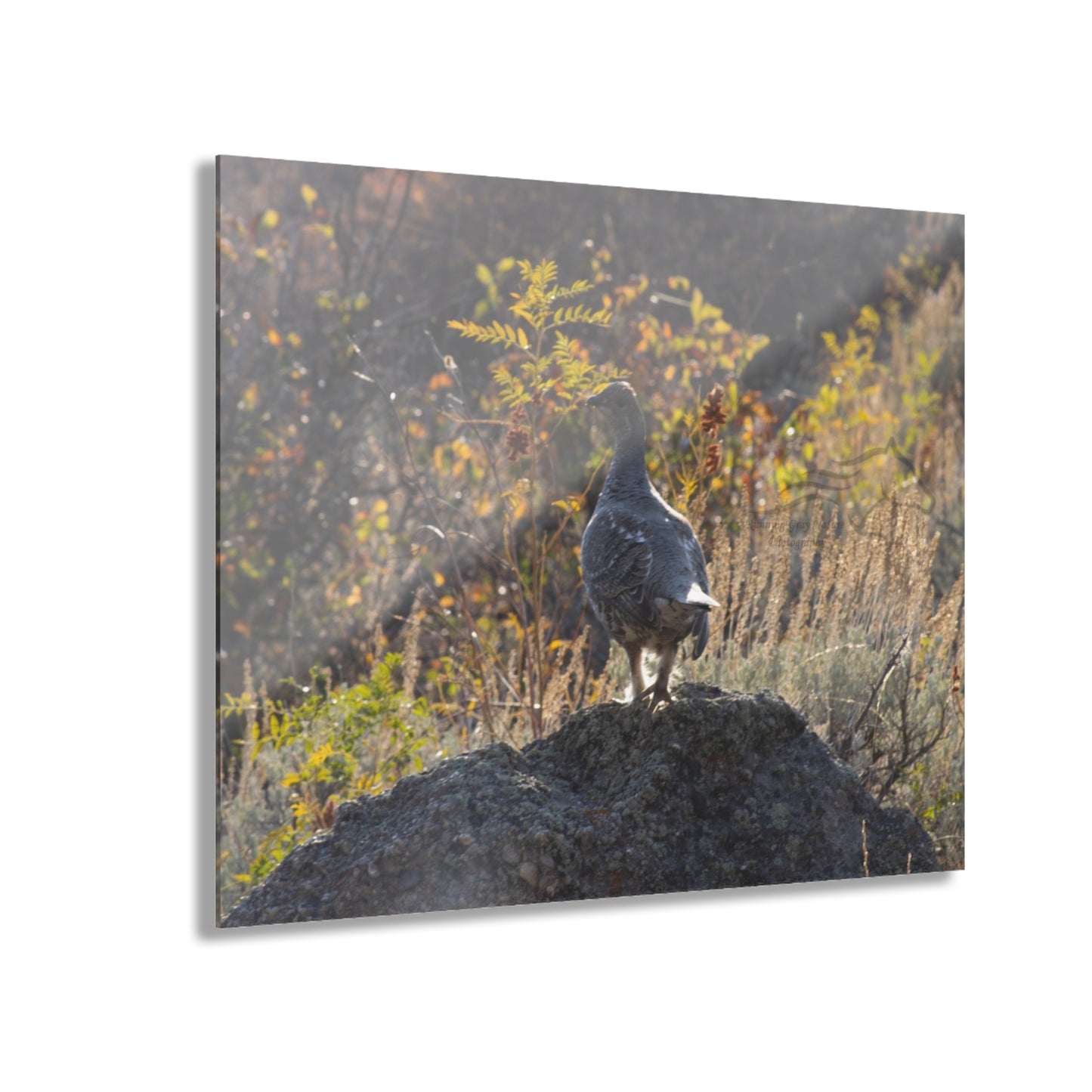 Wyoming Sage Grouse Acrylic