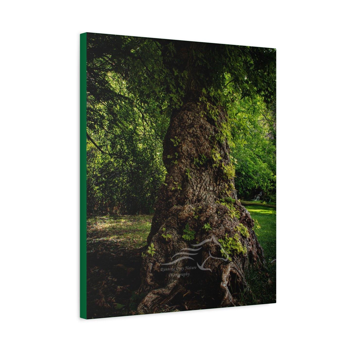 Natural Green Tree Canvas
