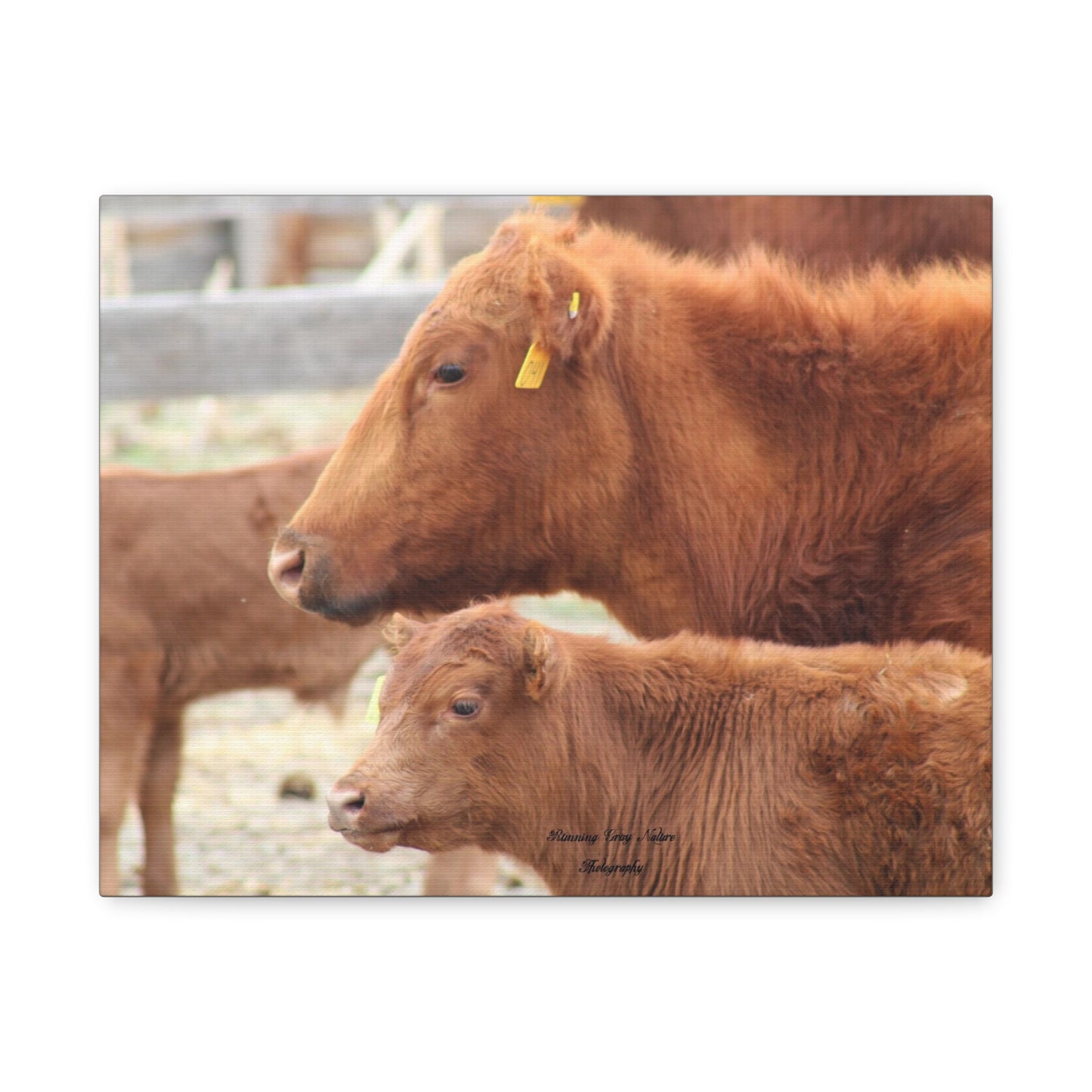 Momma and Baby Calf Matte Canvas, Stretched, 1.25"