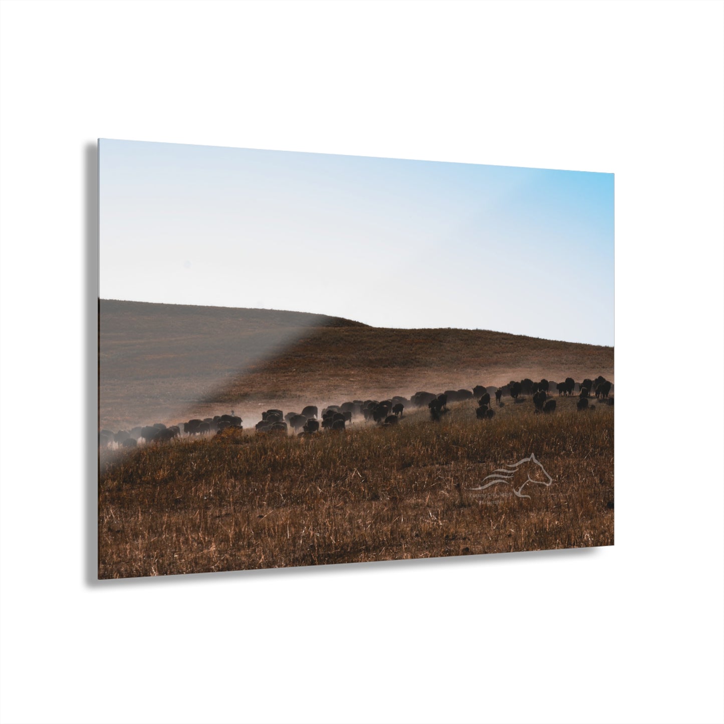 Buffalo Herd Acrylic