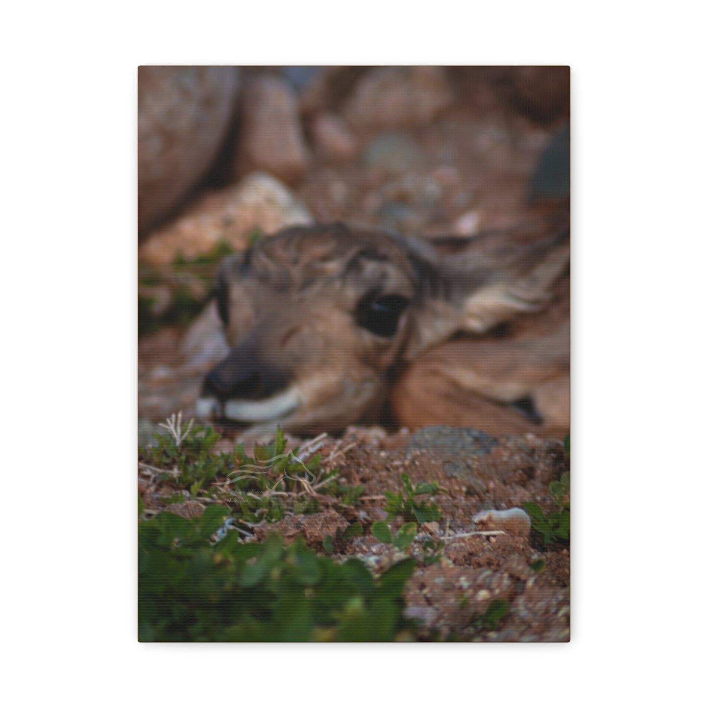 Gentle Antelope Fawn Canvas